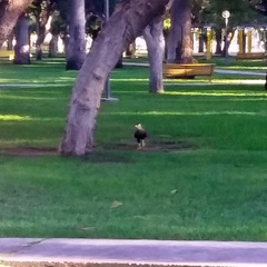 Caracara plancus
