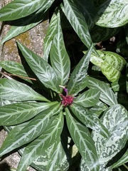 Justicia scheidweileri