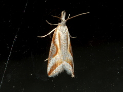 Arotrophora arcuatalis