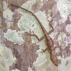Anolis laeviventris