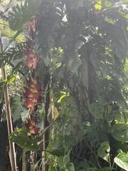 Heliconia pogonantha