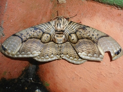 Brahmaea hearseyi