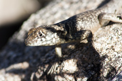 Tropidurus etheridgei