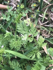 Pelonides quadrinotata