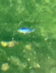 Cyprinodon nevadensis mionectes