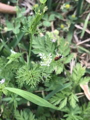 Pelonides quadrinotata