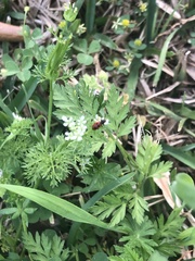 Pelonides quadrinotata