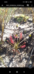 Drosera chrysolepis