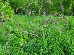 Amorpha paniculata