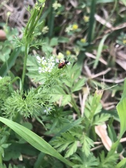 Pelonides quadrinotata
