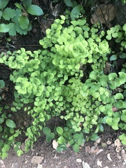Adiantum jordanii
