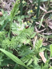 Pelonides quadrinotata