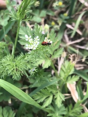 Pelonides quadrinotata