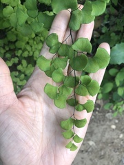 Adiantum jordanii