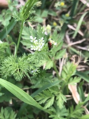 Pelonides quadrinotata