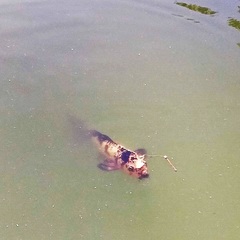 Cyprinus rubrofuscus