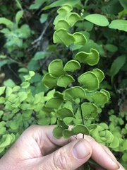 Adiantum jordanii