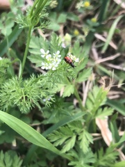 Pelonides quadrinotata