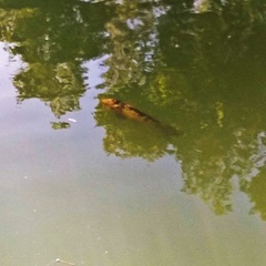 Cyprinus rubrofuscus