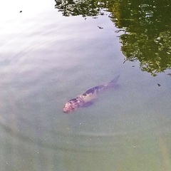 Cyprinus rubrofuscus