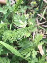 Pelonides quadrinotata