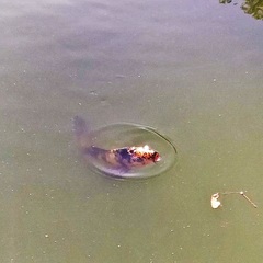 Cyprinus rubrofuscus