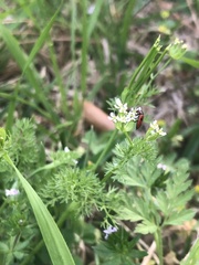 Pelonides quadrinotata