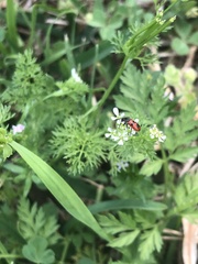 Pelonides quadrinotata