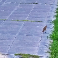 Furnarius rufus