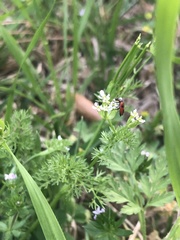 Pelonides quadrinotata