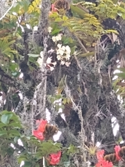 Rodriguezia granadensis