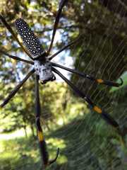 Trichonephila clavipes