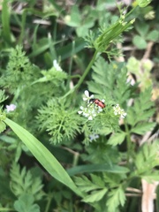 Pelonides quadrinotata