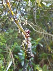 Trichonephila clavipes