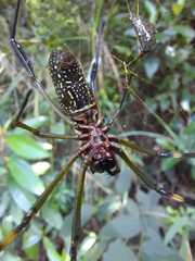 Trichonephila clavipes