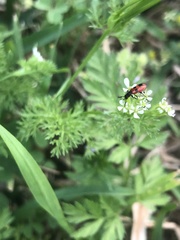 Pelonides quadrinotata