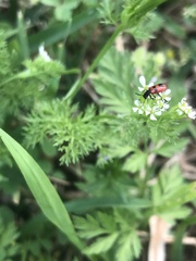 Pelonides quadrinotata