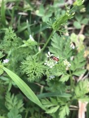 Pelonides quadrinotata