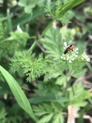 Pelonides quadrinotata