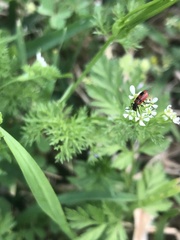 Pelonides quadrinotata