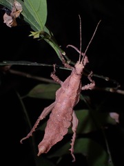 Heteropteryx dilatata