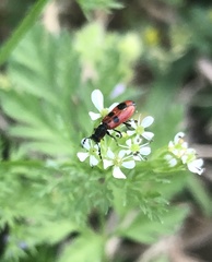 Pelonides quadrinotata