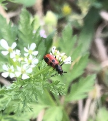 Pelonides quadrinotata