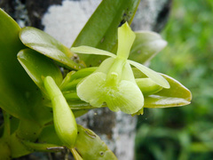 Epidendrum latilabre