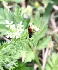 Pelonides quadrinotata