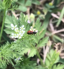 Pelonides quadrinotata