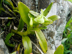 Epidendrum latilabre