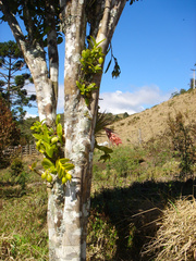 Epidendrum latilabre