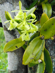 Epidendrum latilabre