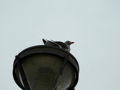 Leucophaeus scoresbii